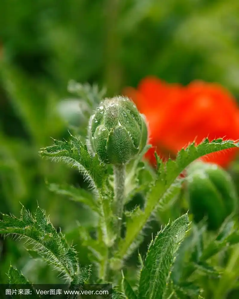 夏季花园中红色的罂粟花蕾和绿色的叶子.