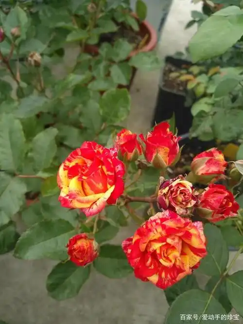 我和它的故事——月季