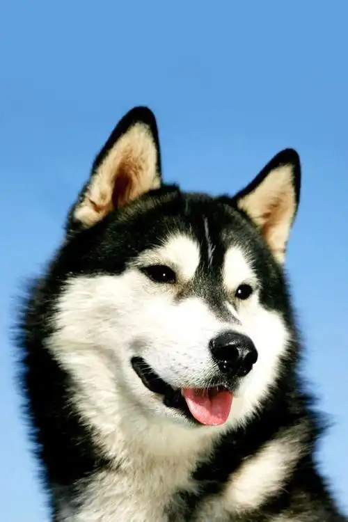 求超萌哈士奇手机壁纸