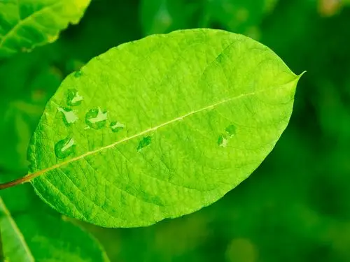 叶的心事,绿色,叶子,水珠,护眼,清新,叶的心事壁纸图片