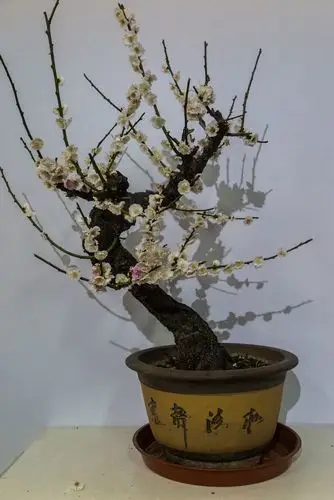 梅花盆景 .