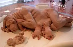 盘点恐怖动物怪胎及人类历史上的怪胎