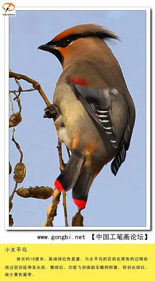 388种雀鸟图文资料.给初学者的新年礼物!(2)