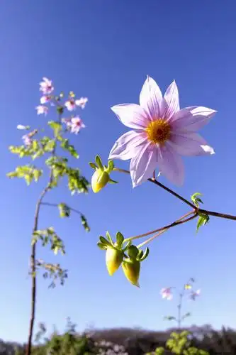 花蕾,草,花,花瓣,花朵,鲜花,粉色,蓝色,绿色,蓝天,天空,阳光,自然,天