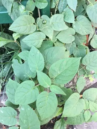 又称白毛藤清热利湿,解毒消肿,抗癌.