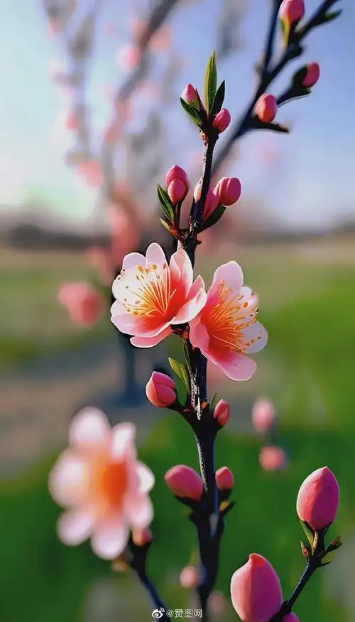 桃花壁纸##四月头像##桃花映日出迎接四月