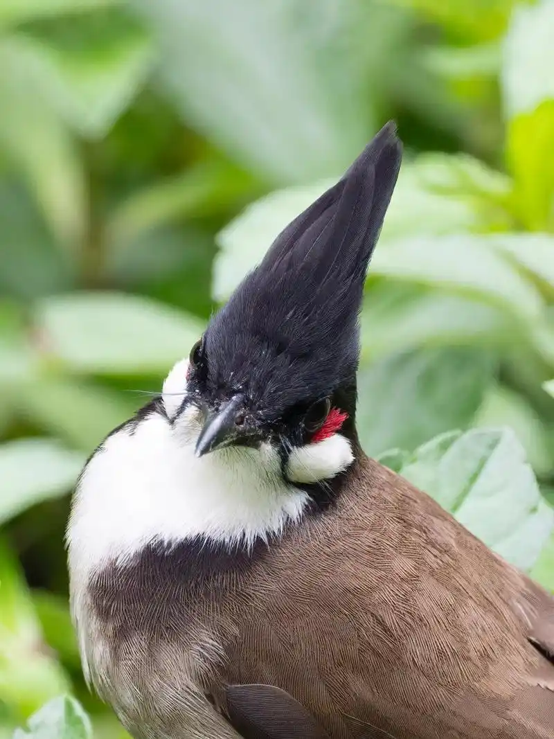 只是它这个头发浓密又乌黑(),很难看清楚.