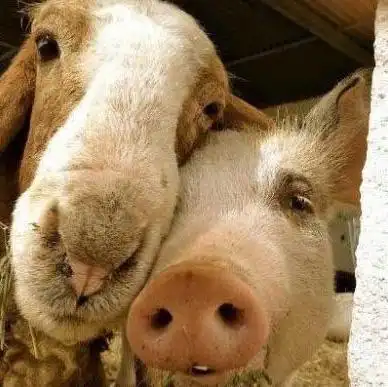 逆天的合影,太恩爱了.