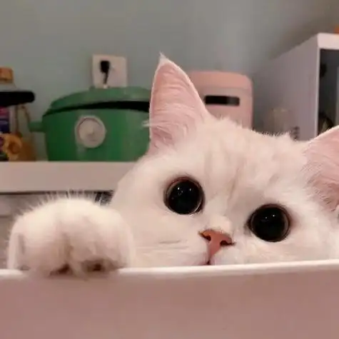 微信头像图片2021可爱猫猫 微信头像图片大全 -【爱个性】