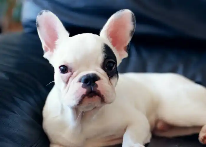 狗狗的这些行为,无比可爱,让我们心都萌化了_家里人_人性_因为