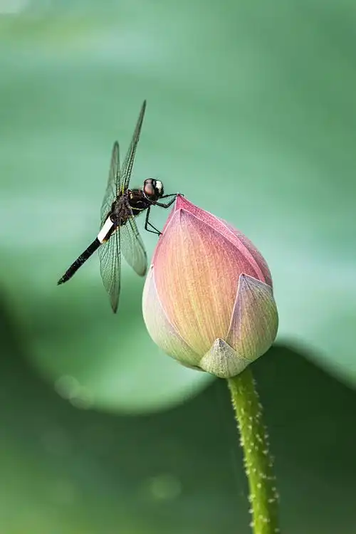 荷花蜻蜓荷叶图片-荷花蜻蜓荷叶素材-荷花蜻蜓荷叶图片下载-视觉中国