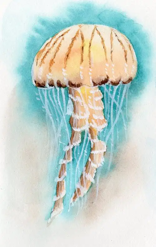 水彩-水母系列