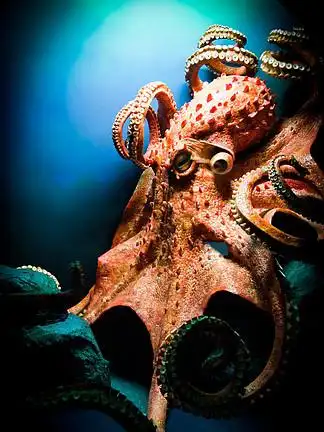 【鱼章鱼】图片免费下载_鱼章鱼素材_鱼章鱼模板-千图