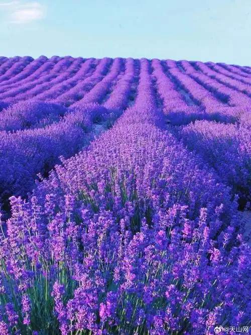 你是否也想感受紫色的花海,新疆的紫色浪漫值得你拥有    新疆从春天