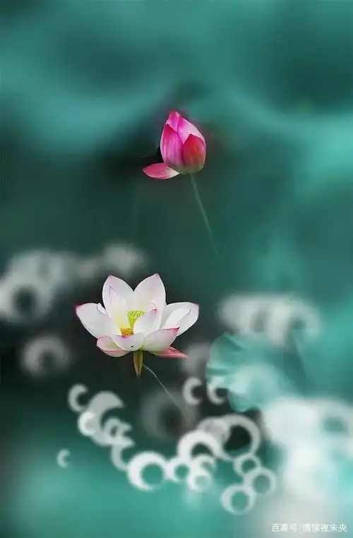 心如莲花,一路芬芳!(经典美文)