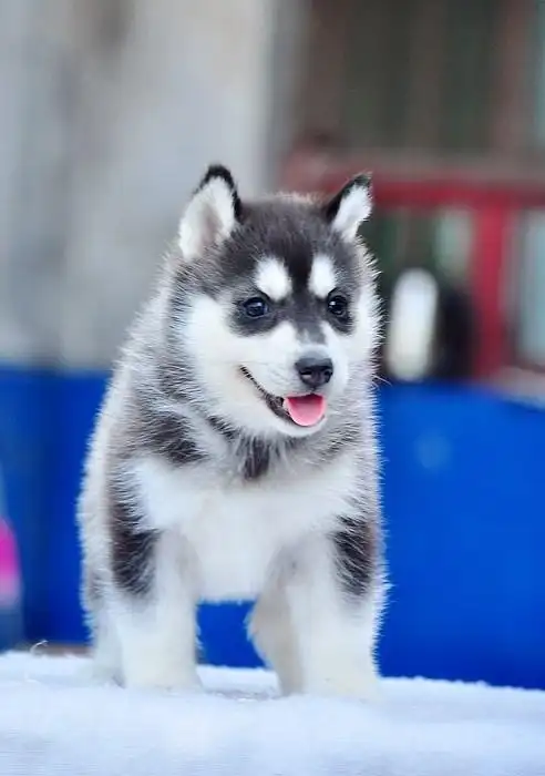 重庆哪里有出售纯种哈士奇幼犬,专业养殖,健