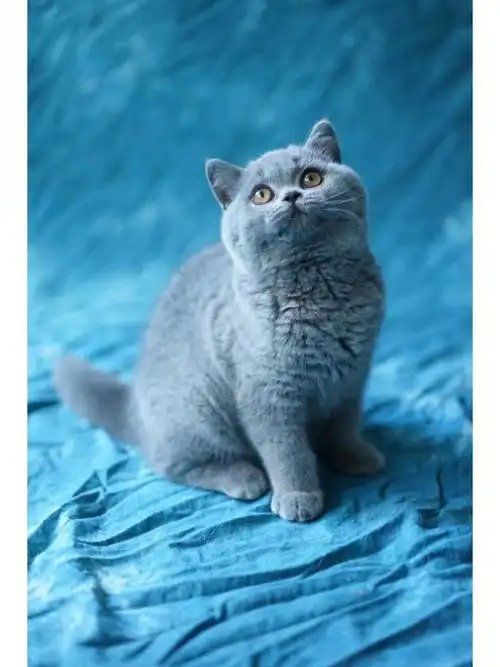 可预定蓝色英国短毛猫妹妹