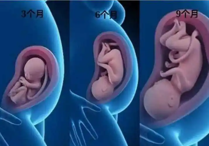 胎宝宝3个月,6个月,9个月的变化,小小成长满满感动,很暖心