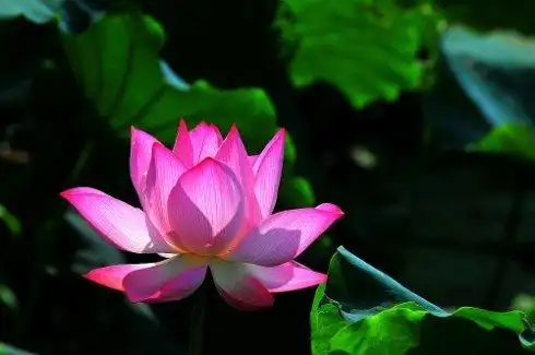 与佛教有不解之缘的象征物---莲花(zhuan)