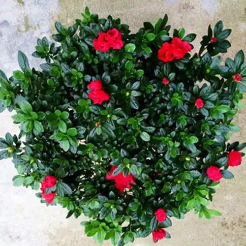 厂家直供杜鹃花 杜鹃盆栽花卉美化环境绿植盆栽 办公室盆栽批发