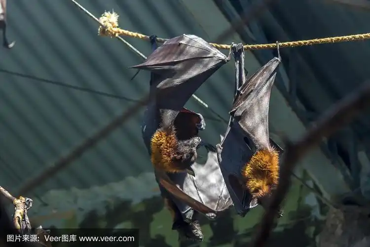 城市里的黑蝙蝠