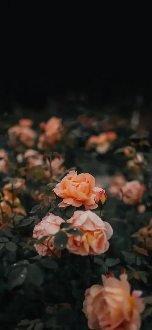 玫瑰花 - 堆糖,美图壁纸兴趣社区