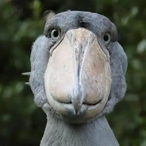 鲸头鹳长相丑萌可爱却被认为是幼年鳄鱼的天敌