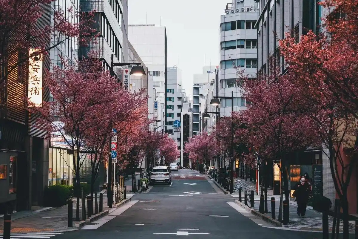东京的樱花takashiyasui