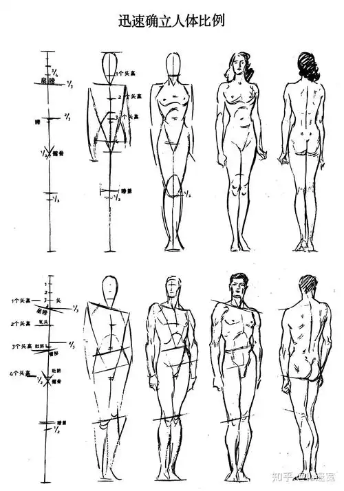 速写干货ep1人体结构基础速写竟然这么画