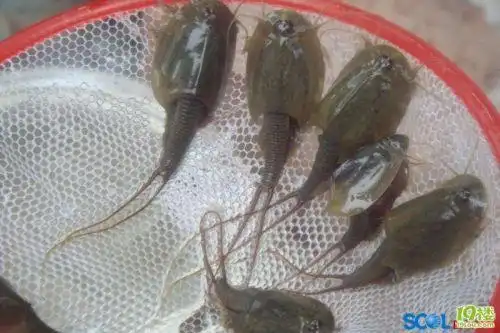 想知道这个虫子的名字,在沈阳见过!