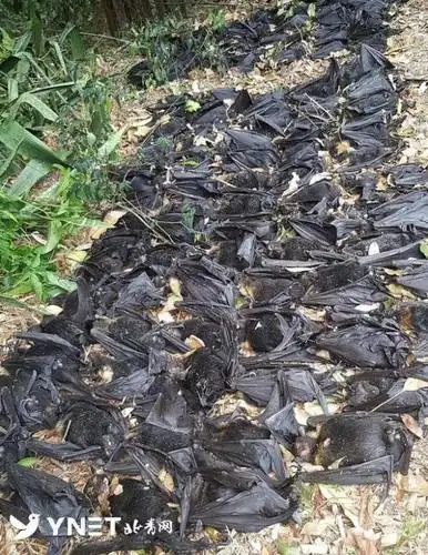 吓澳女子自家院中现5500只死蝙蝠