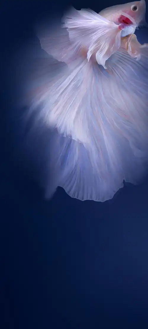 【壁纸分享】vivo z6 官方壁纸 1080x2400