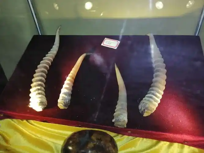 藏羚羊角,国家珍稀药材.