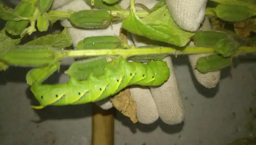 求这个动物名字