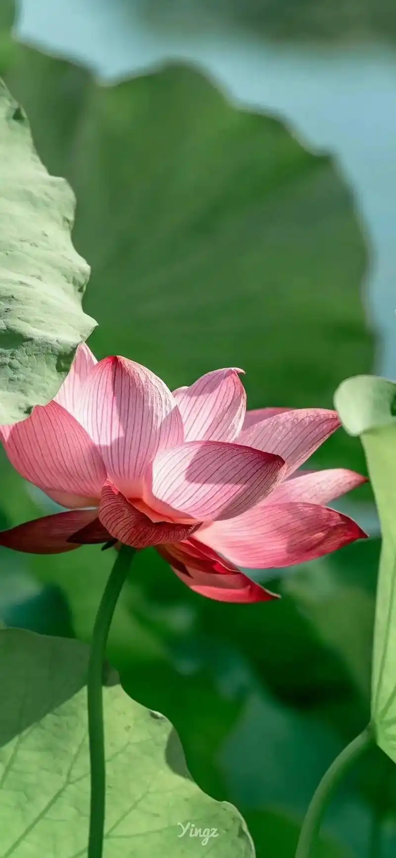 来生愿做一朵莲03.来生愿做一朵莲03 一念一清净,一生一悠 - 抖音