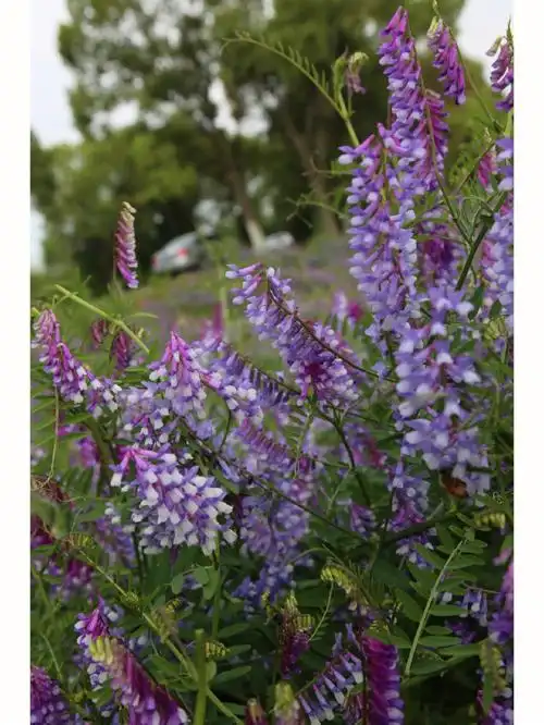 野豌豆花～一串串像小葡萄,像蓝紫色的小精灵,带着薰衣草花香