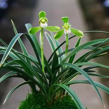 名贵兰花【满堂红】蕙兰大花苞盆栽植物室内花卉绿植兰草兰花苗