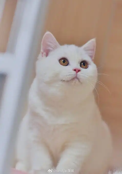 猫咪找新家##武汉猫舍##英国短毛猫##纯白英短##萌宠的日常