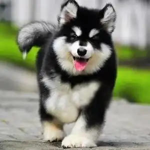 宠物狗大型犬图片