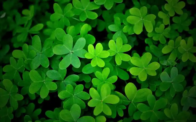 养眼四叶草电脑桌面壁纸