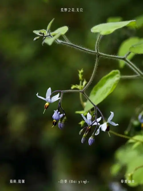 [一r]【about 植物名】白英(bái  yīng)又名山甜菜,白毛藤