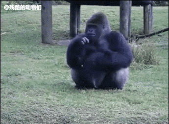 大猩猩跳舞动态图片,跳舞图片动态图片_大山谷图库