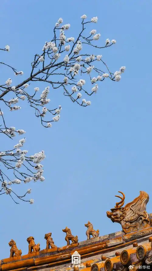 春花壁纸上新了##当花花遇见春天##这就是春天里的