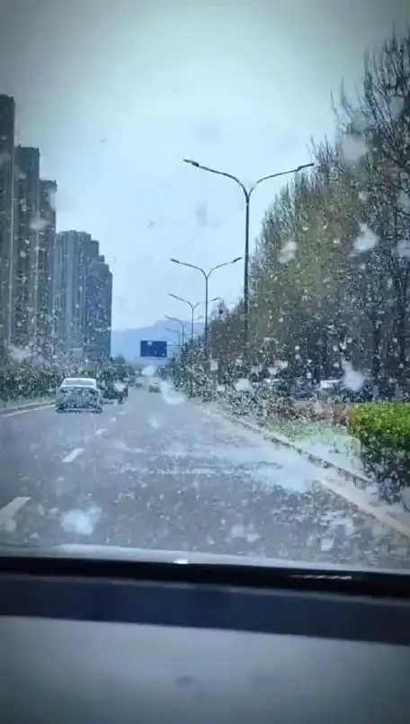 安徽季节限定漫天杨絮,现在完全懂了许嵩那句"柳絮纷飞里看见了故乡"