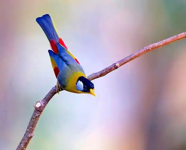 银耳相思鸟七彩相思