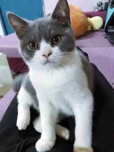 猫咪配种#英短蓝白弟弟找初恋女友