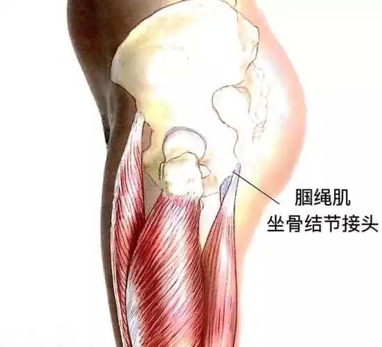 腘绳肌为什么会僵紧4组拉伸助你恢复柔韧性