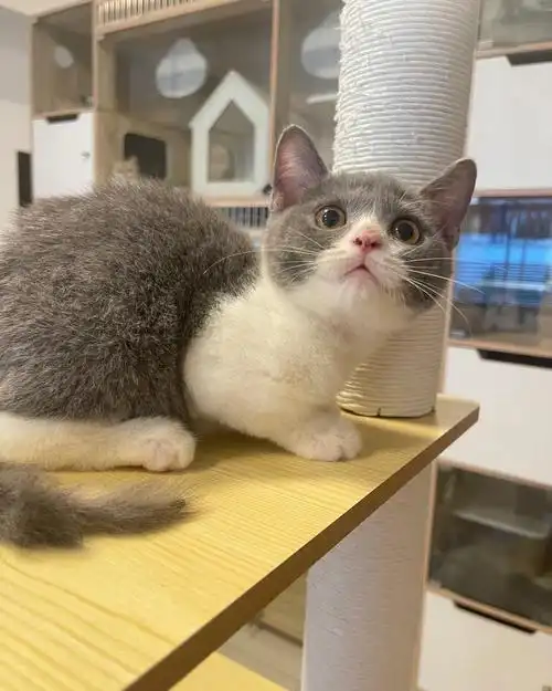 蓝白英短猫咪有被我萌到吗