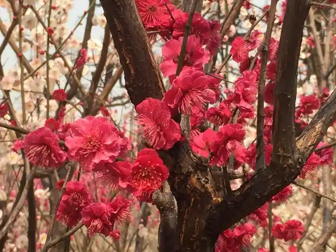 朱砂梅也叫红梅