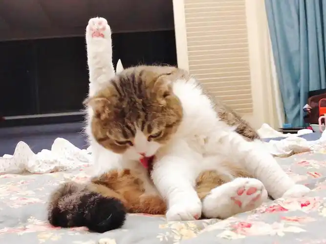 胖妞:看什么看!没见过猫咪劈叉吗